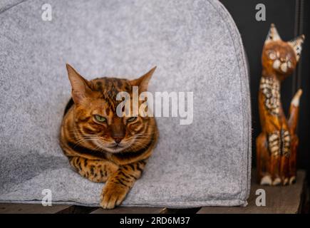 Bengal Cat is sleeping in comfortable cat cave made of wool Stock Photo