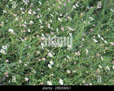 Seaside daisies flowering on mass Stock Photo