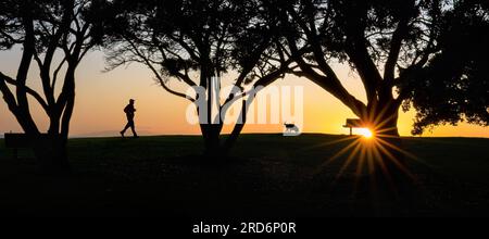 Silhouette image of man and dog running among the big Pohutukawa trees at sunrise. Auckland. Stock Photo