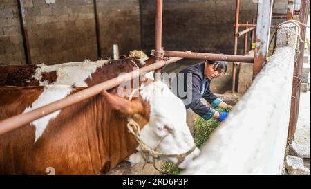 Weining, Hui and Miao Autonomous County in southwest China's Guizhou Province. 13th July, 2023. Farmer Wen Hui feeds cattle at her own barn in Xueshan Town of Weining Yi, Hui and Miao Autonomous County in southwest China's Guizhou Province, July 13, 2023. The county has promoted the development of animal husbandry industry in recent years. Farmers here run family ranches to achieve stable yield and increasing income. Credit: Tao Liang/Xinhua/Alamy Live News Stock Photo