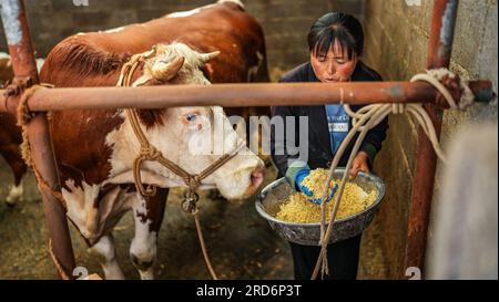 Weining, Hui and Miao Autonomous County in southwest China's Guizhou Province. 13th July, 2023. Farmer Wen Hui feeds a head of cattle at her own barn in Xueshan Town of Weining Yi, Hui and Miao Autonomous County in southwest China's Guizhou Province, July 13, 2023. The county has promoted the development of animal husbandry industry in recent years. Farmers here run family ranches to achieve stable yield and increasing income. Credit: Tao Liang/Xinhua/Alamy Live News Stock Photo