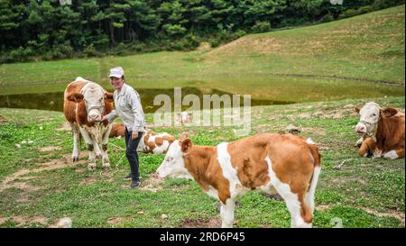 Weining, Hui and Miao Autonomous County in southwest China's Guizhou Province. 13th July, 2023. Farmer Song Hongmei herds cattle near her house in Xueshan Town of Weining Yi, Hui and Miao Autonomous County in southwest China's Guizhou Province, July 13, 2023. The county has promoted the development of animal husbandry industry in recent years. Farmers here run family ranches to achieve stable yield and increasing income. Credit: Tao Liang/Xinhua/Alamy Live News Stock Photo