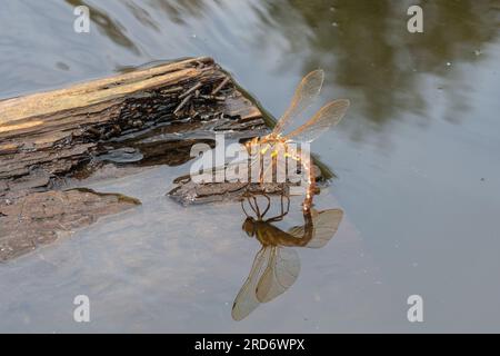 Brown hawker dragonfly (Aeshna grandis) female ovipositing in a wildlife pond during summer, Surrey, England, UK Stock Photo