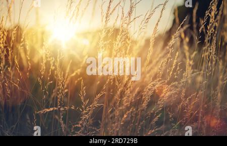 Wild grass in a forest clearing at sunset. Macro image, shallow depth of field. Abstract background of summer and autumn nature. vintage filter Stock Photo