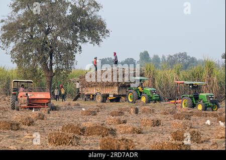 INDIA, Punjab, Kharar, sugar cane farming, cane straw pressing after harvest with Shaktiman bale press machine and John Deere tractor / INDIEN, Punjab, Landwirtschaft, Anbau von Zuckerrohr, pressen von Zuckerrohrstroh nach der Ernte mit Shaktiman Ballenpresse Stock Photo