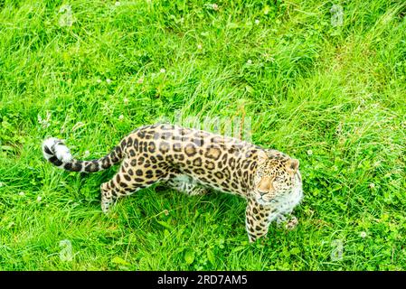 Amur leopard (Panthera pardus) at Yorkshire Wildlife Park, Doncaster UK Stock Photo