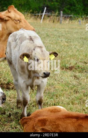 Limousin cow with calf drinking milk from its udder. Cumbria, UK Stock ...