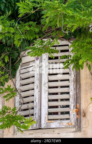 white painted shutter and foliage on a typical mediterranean home in croatia, window shutters and climbers on a home in croatia. Stock Photo