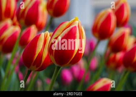 Beautiful, colourful flowers mark the start of spring at Keukenhof in the Netherlands Stock Photo