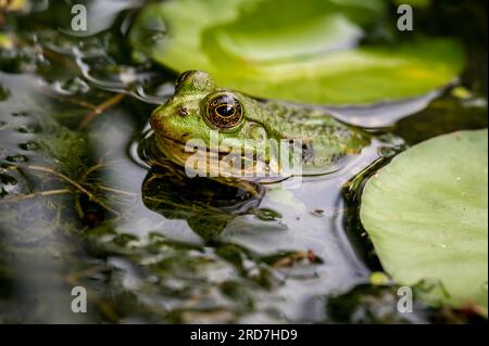 Frog in water. One green pool frog swimming. Pelophylax lessonae. European frog. Marsh frog with Nymphaea leaf. Stock Photo