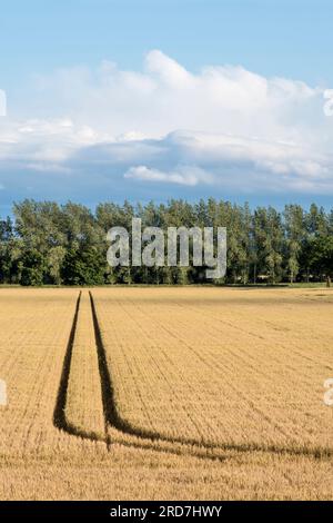 Growing corn in a Norfolk field. Stock Photo
