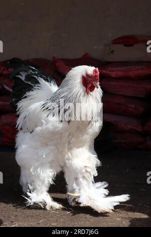 Brahma chicken at an organic sustainable farm Stock Photo