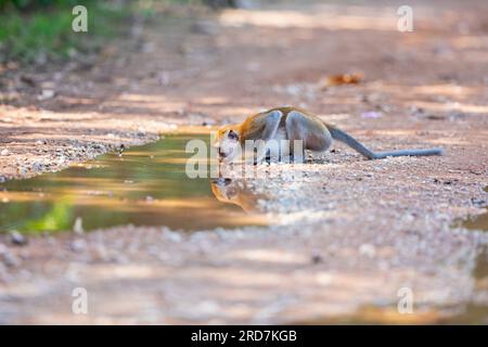 A long-tailed macaque drinks water from a muddy puddle on a dirt trail, Singapore Stock Photo