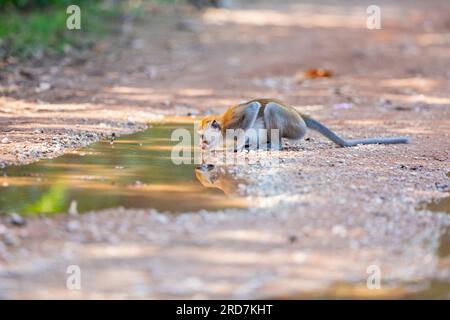 A long-tailed macaque drinks water from a muddy puddle on a dirt trail, Singapore Stock Photo