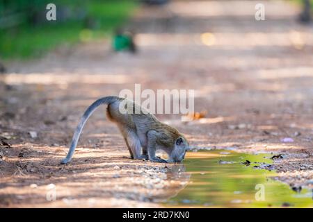 A long-tailed macaque drinks water from a muddy puddle on a dirt trail, Singapore Stock Photo