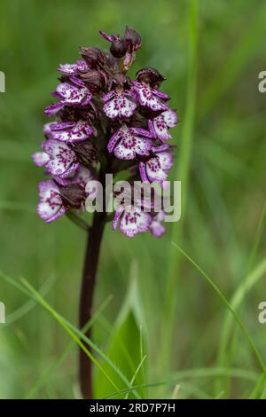Lady orchid (Orchis purpurea), Solaure-en Diois, Stock Photo