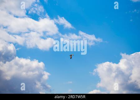 Blue sky with white flying clouds and a soaring bird. Stock Photo