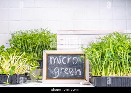 Fresh grown microgreens, on kitchen white table corner. Home grown healthy superfood microgreens. Microgreen Baby leavessprouts in plastic trays, Urba Stock Photo