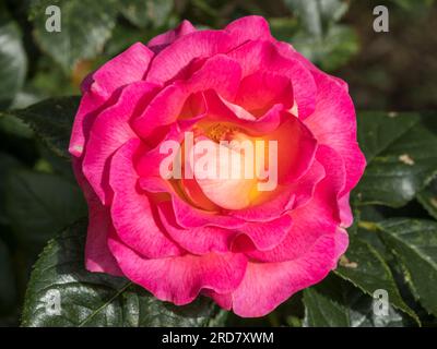 Hybrid tea rose „Pink Paradise“ blossom closeup Stock Photo