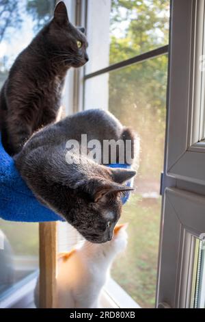 Domestic cats sit by the window, basket with a scratching post for cats Stock Photo