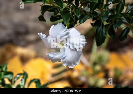 Kudu lily (Pachypodium saundersii) is a spiny succulent shrub native to southern Africa. Stock Photo