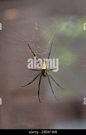Constricted Golden Orb Weaver (Nephila constricta) in the spider‘s web Stock Photo
