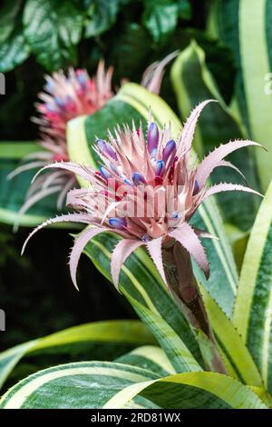 Aechmea fasciata (Silver vase or Urn plant) is a species of flowering plant in the bromeliad family, native to Brazil. Stock Photo