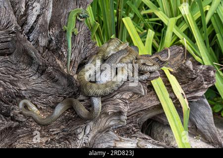 Ring snake with ocellated lizard Stock Photo