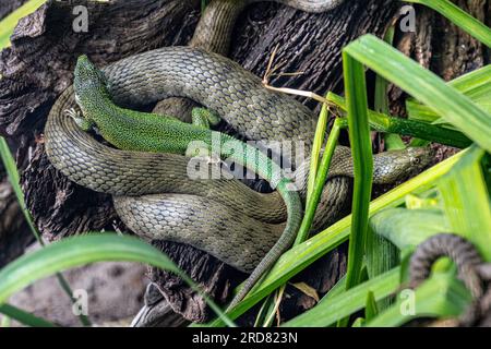 Ring snake with ocellated lizard Stock Photo