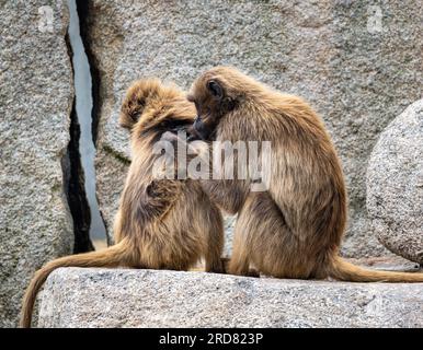 Close up of Gelada monkey family, male, female and a suckling baby Stock Photo