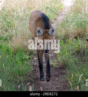 Maned Wolf (Chrysocyon brachyurus) in typical Cerrado grassland habitat. Stock Photo
