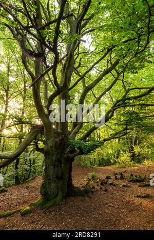 Old beech tree with twisted branches in a tranquil forest, Teutoburg Forest, Germany Stock Photo