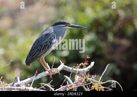 Green-backed Heron Stock Photo