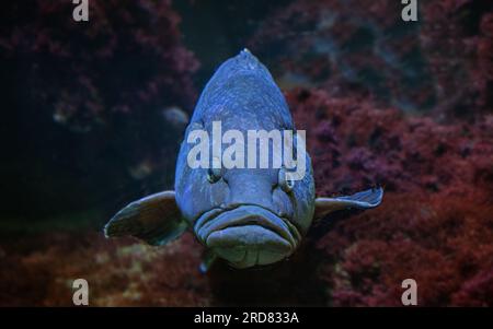 Dusky Grouper, (Epinephelus marginatus) also called Yellowbelly grouper . Side view Stock Photo