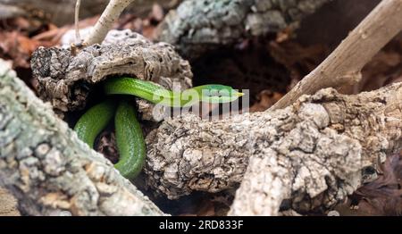 Vietnamese long-nosed snake (Gonyosoma boulengeri) on a branch, captive, Germany.. Stock Photo