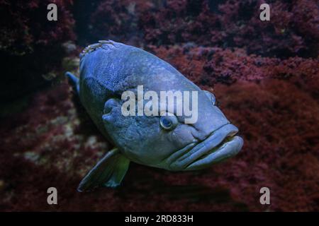 Dusky Grouper, (Epinephelus marginatus) also called Yellowbelly grouper . Side view Stock Photo