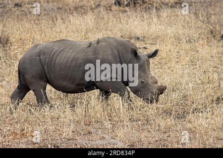 White Rhino Stock Photo