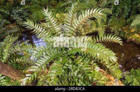 Cyrtomium falcatum is a species of fern, commonly known as house holly-fern and Japanese holly fern Stock Photo