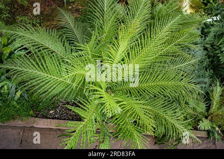 Blechnum gibbum (commonly called Silver Lady) is a ‚hard fern‘ of the Blechnum genus in the Blechnaceae family. Stock Photo