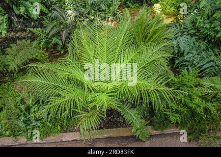 Blechnum gibbum (commonly called Silver Lady) is a ‚hard fern‘ of the Blechnum genus in the Blechnaceae family. Stock Photo