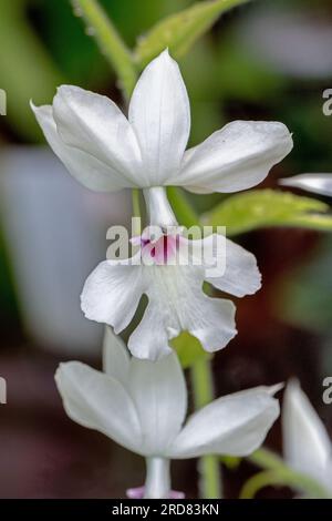 The orchid Calanthe vestita, close up Indochina, Vietnam Stock Photo