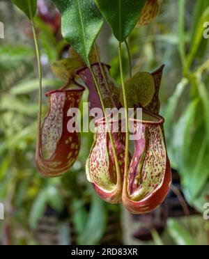 Nepenthes khasiana is a species of pitcher plant in the pitcher plant family (Nepenthaceae) native to India Stock Photo