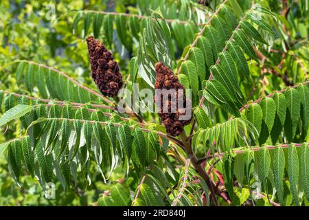 A close-up of a Staghorn Sumac (Rhus typhina) flower. Stock Photo