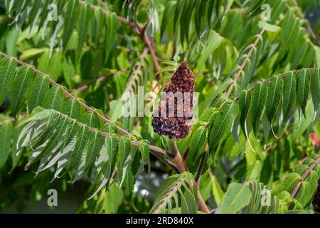 A close-up of a Staghorn Sumac (Rhus typhina) flower. Stock Photo