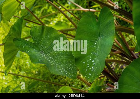 Taro, coco yam, or Eddoe (Colocasia esculenta) leaves Stock Photo