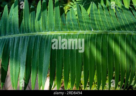 Giant Dioon, or Gum Palm (Dioon spinulosum), native to Mexico Stock Photo