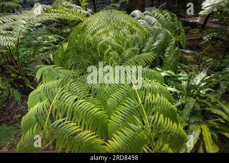Cibotium regale - common name royal cibotium or royal Mexican tree fern Stock Photo