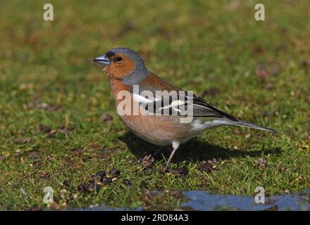 Common Chaffinch (Fringilla coelebs) adult male standing by pond  Eccles-on-Sea, Norfolk, UK.              April Stock Photo