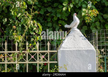Stone dove painted white atop a large white stone gate post, Kefalonia, Greece Stock Photo