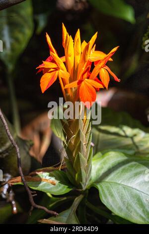 Fiery Spike (Aphelandra aurantiaca), Acanthaceae. Stock Photo